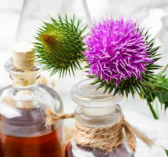 Máriatövis - a legjobb májtisztító